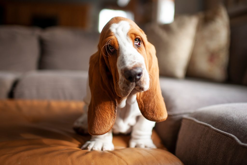 Basset Hound