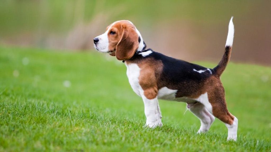 Beagle