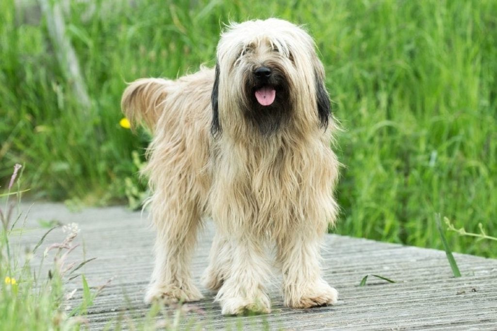 Catalan Shepherd Dog