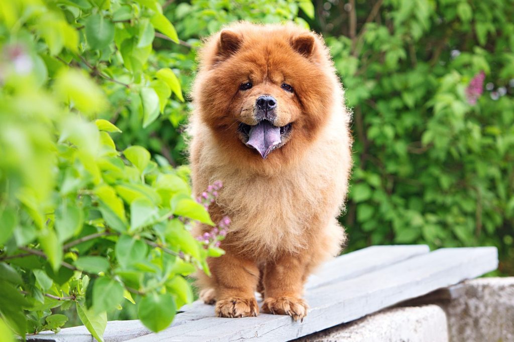 Chow-Chow