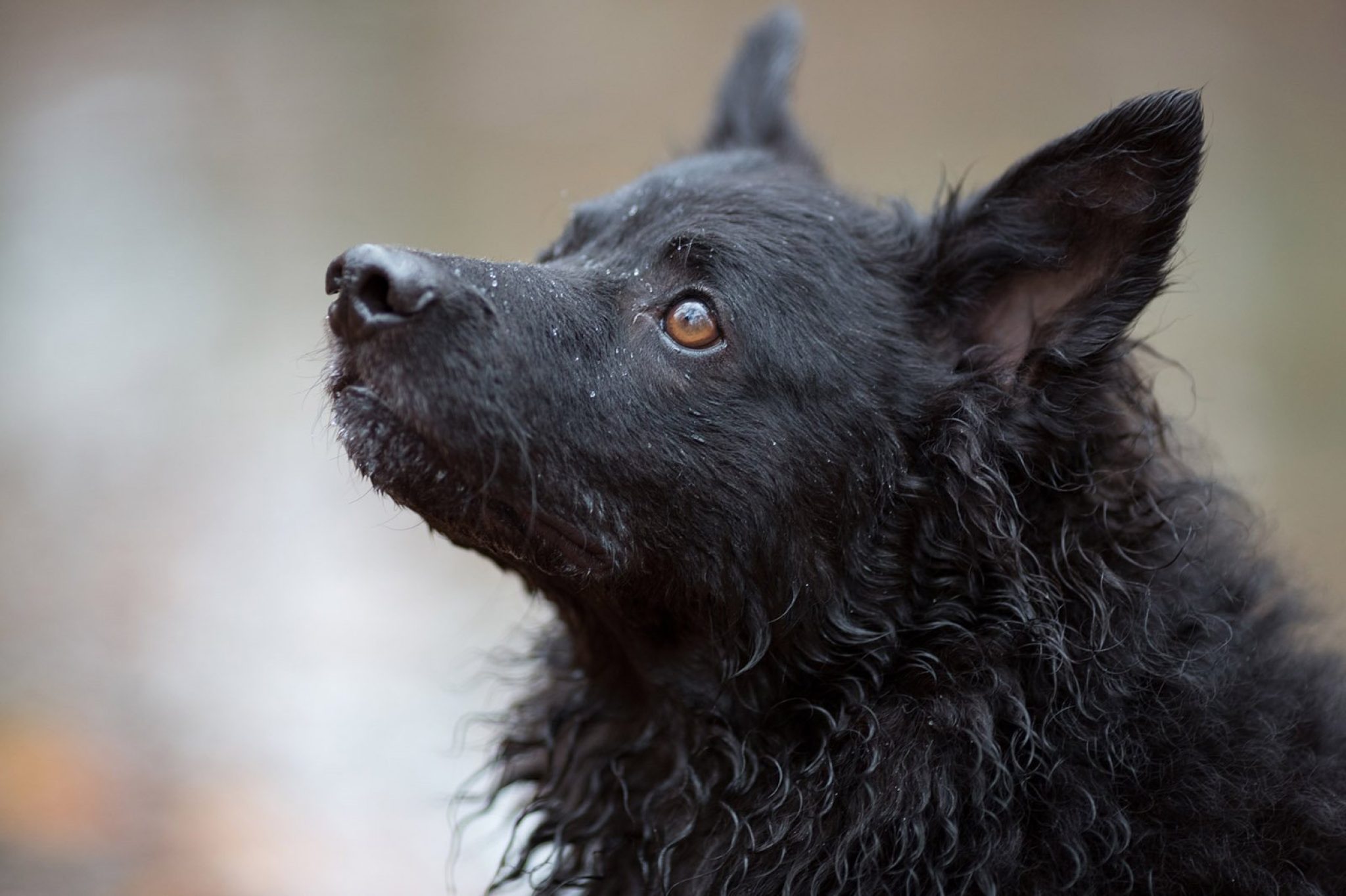 Croatian Shepherd Dog - Life My Dog