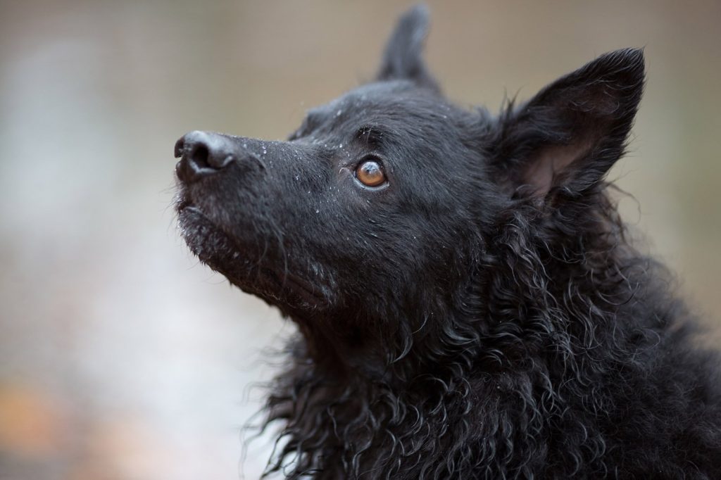 Croatian Shepherd Dog