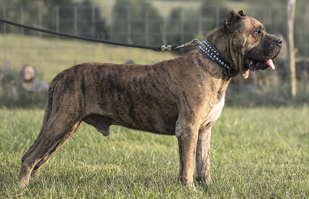 Dogo Canario