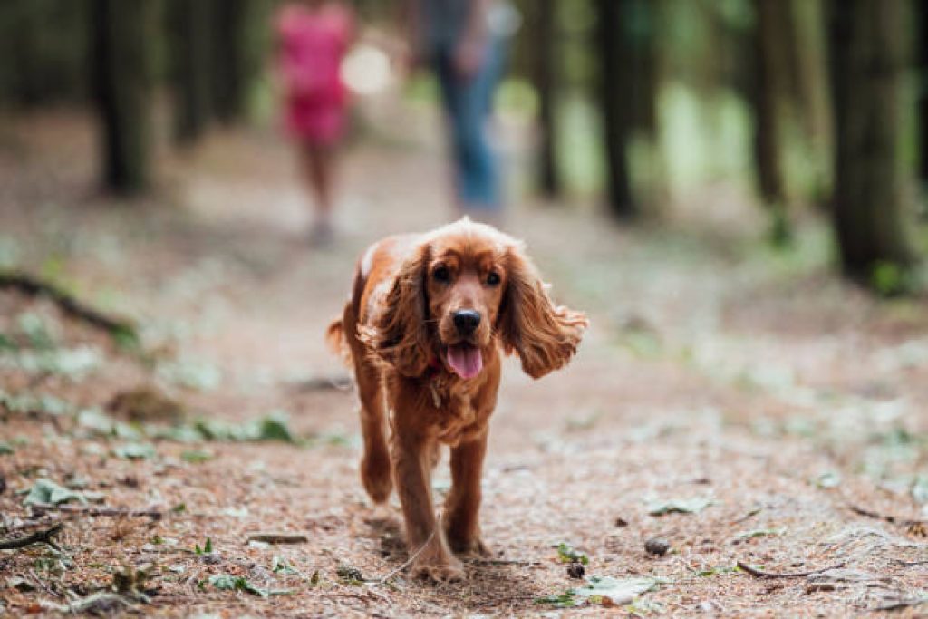 English Cocker Spaniel