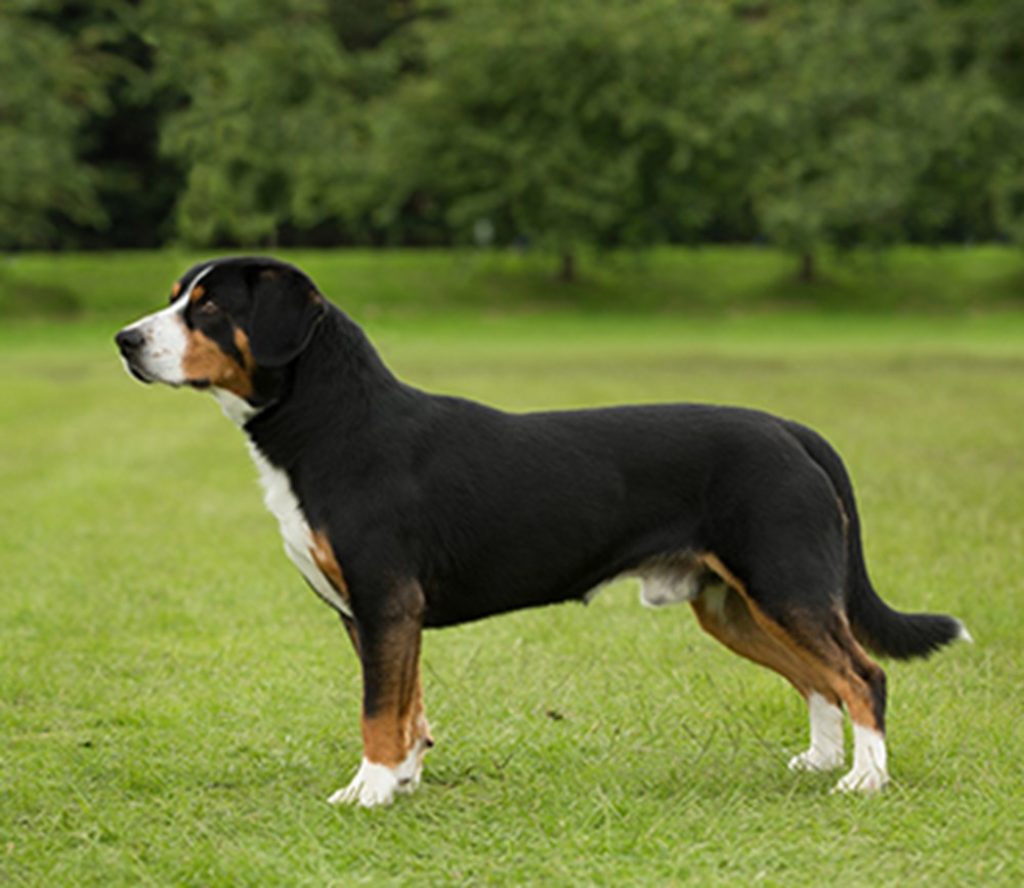 Entlebucher Mountain Dog