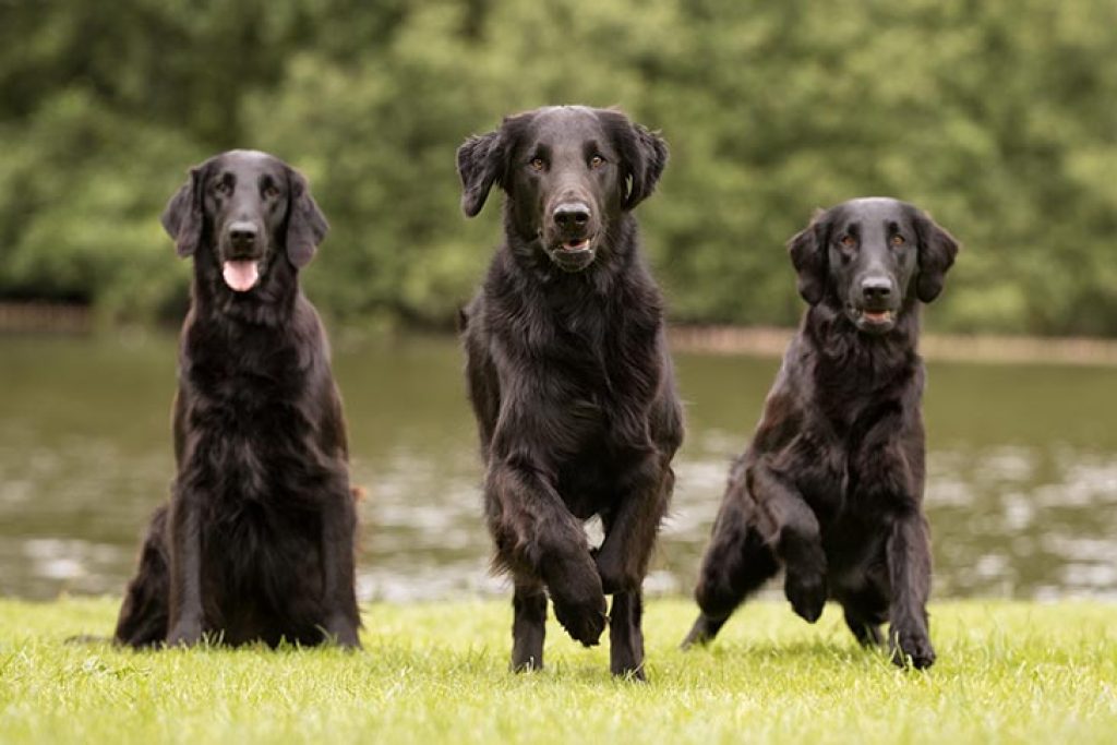 Flat Coated Retriever