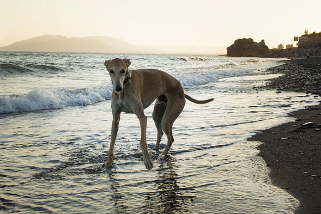 Galgo Español