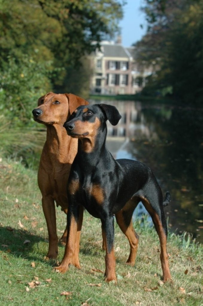 German Pinscher