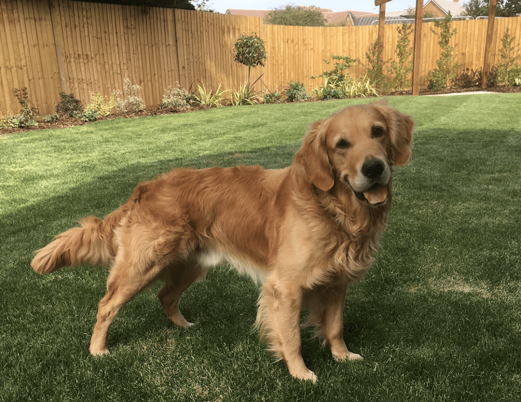 Golden Retriever