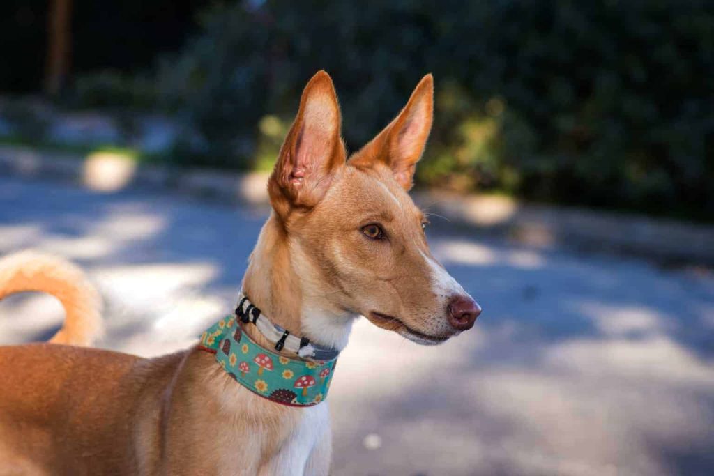 Podenco Canario