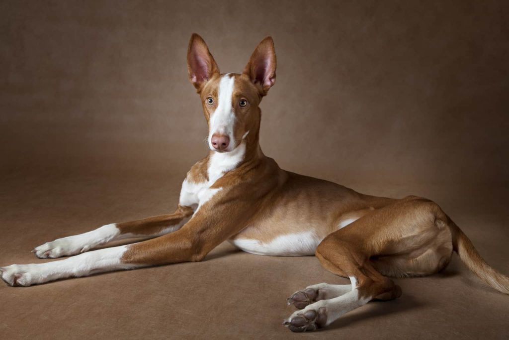 Podenco Ibicenco