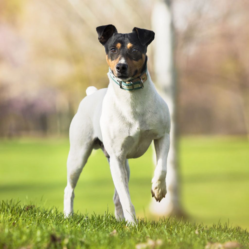 Ratonero Bodeguero Andaluz