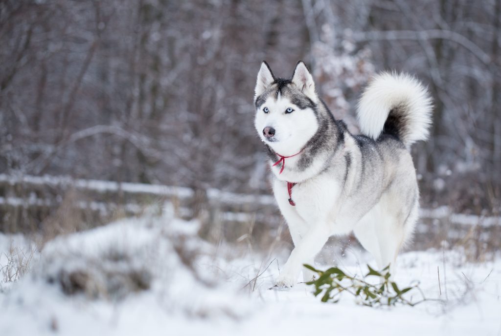 Siberian Husky