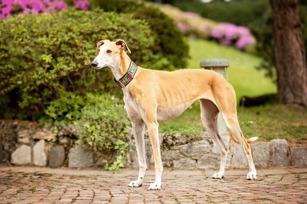 Spanish dog breeds