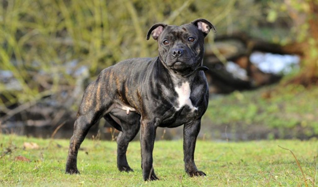 Staffordshire Bull Terrier