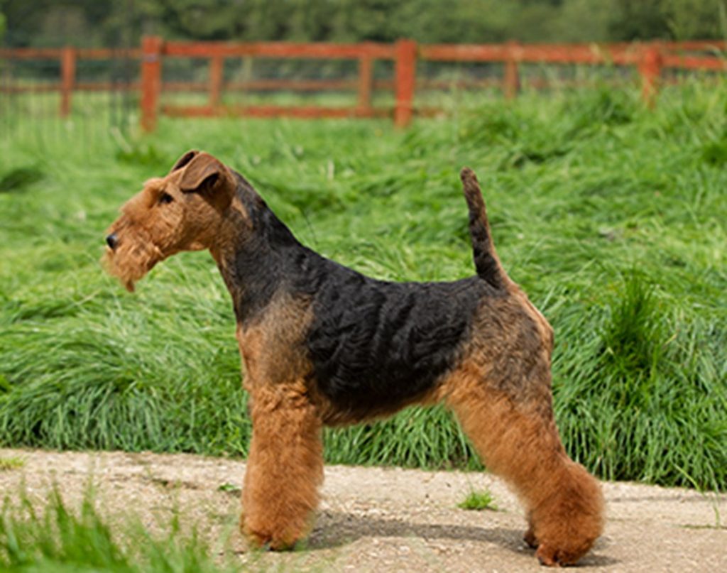 Welsh Terrier