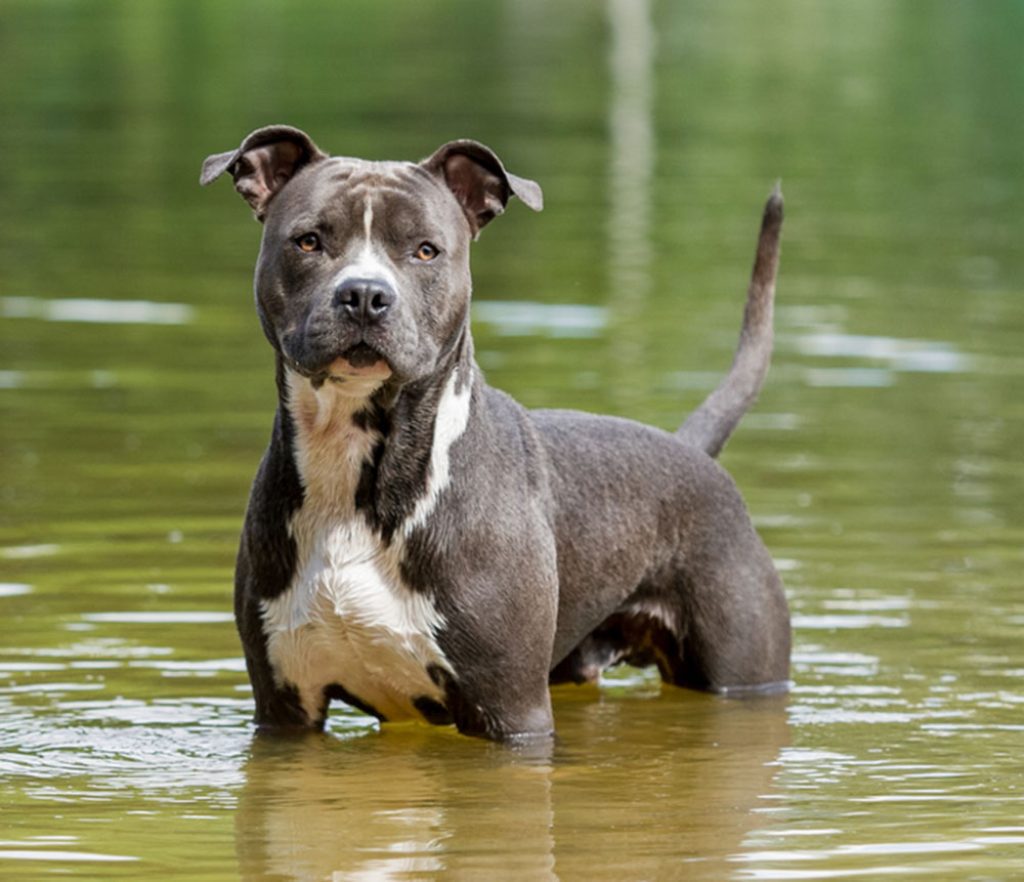 American Staffordshire Bull Terrier