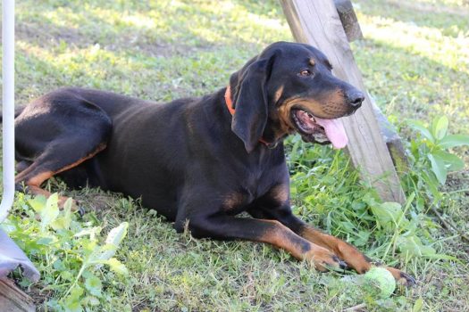 Austrian Black and Tan Hound