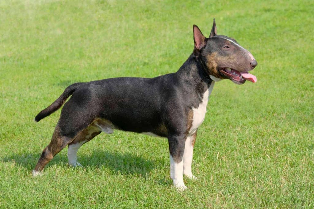 Bull Terrier