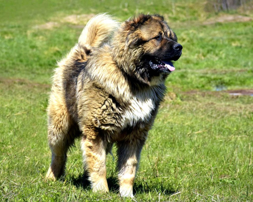 Caucasian Owtscharka