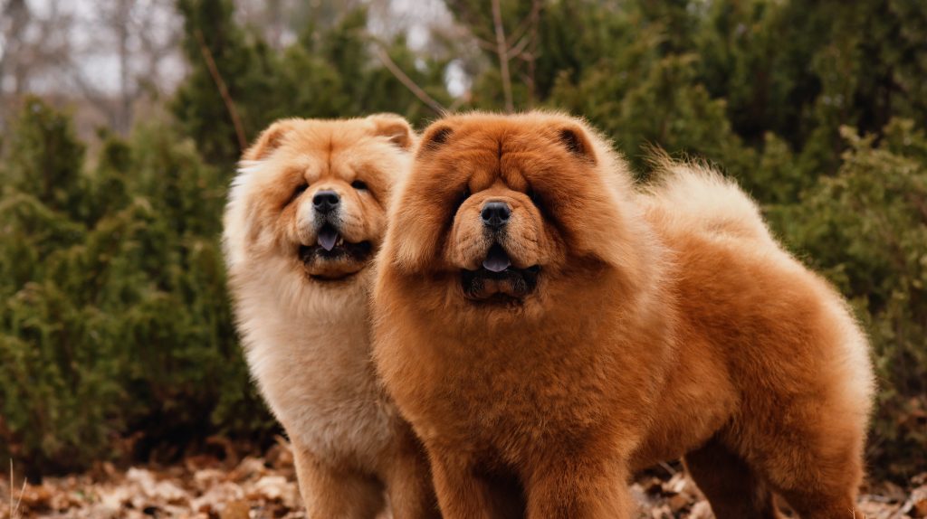 Chow-Chow