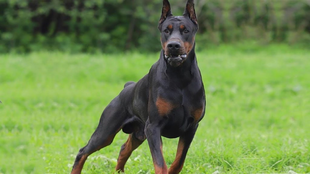 Doberman