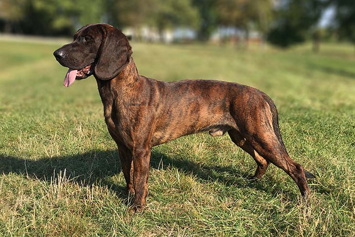 Hanoverian bloodhound