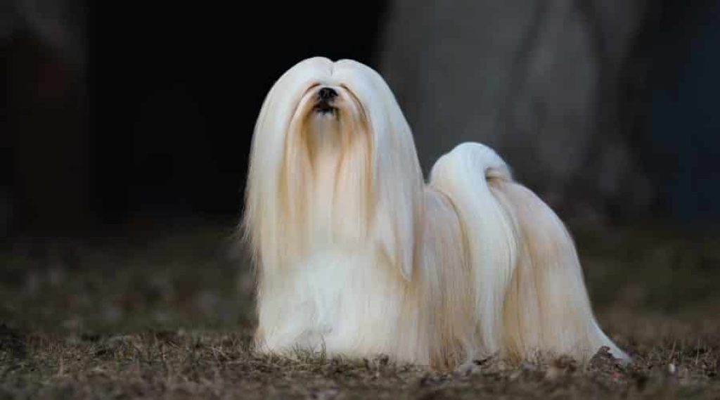 Lhasa Apso