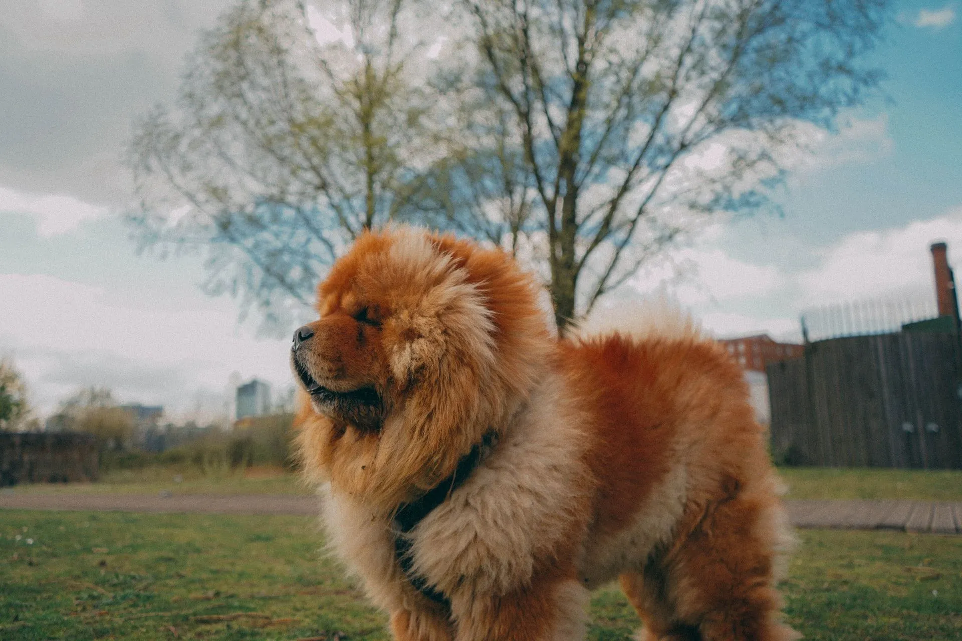 Lion dog