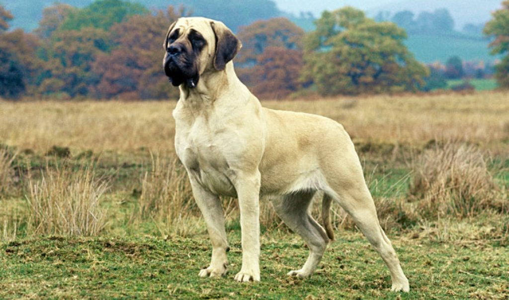 Mastiff