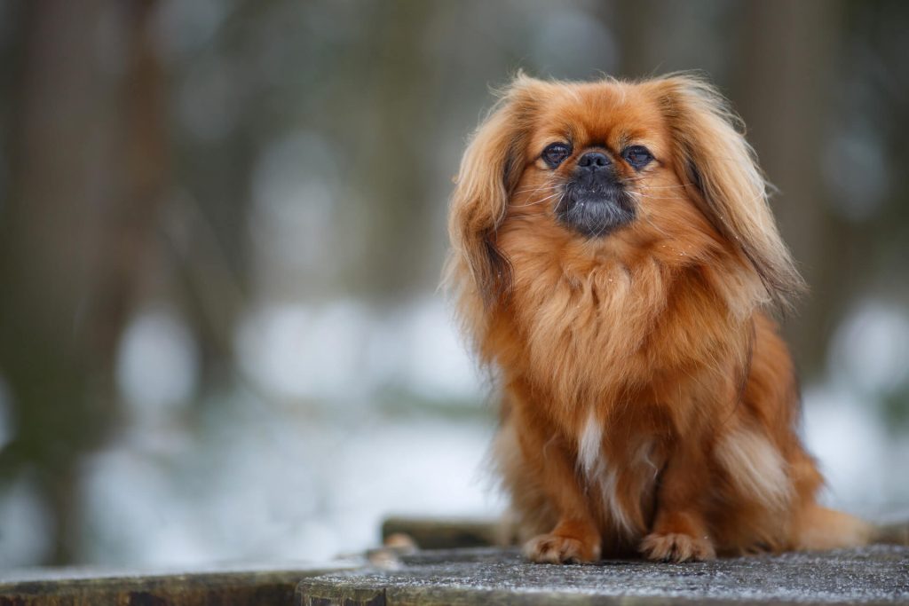 Pekinese