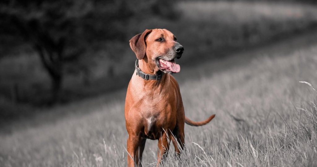 Rhodesian Ridgeback