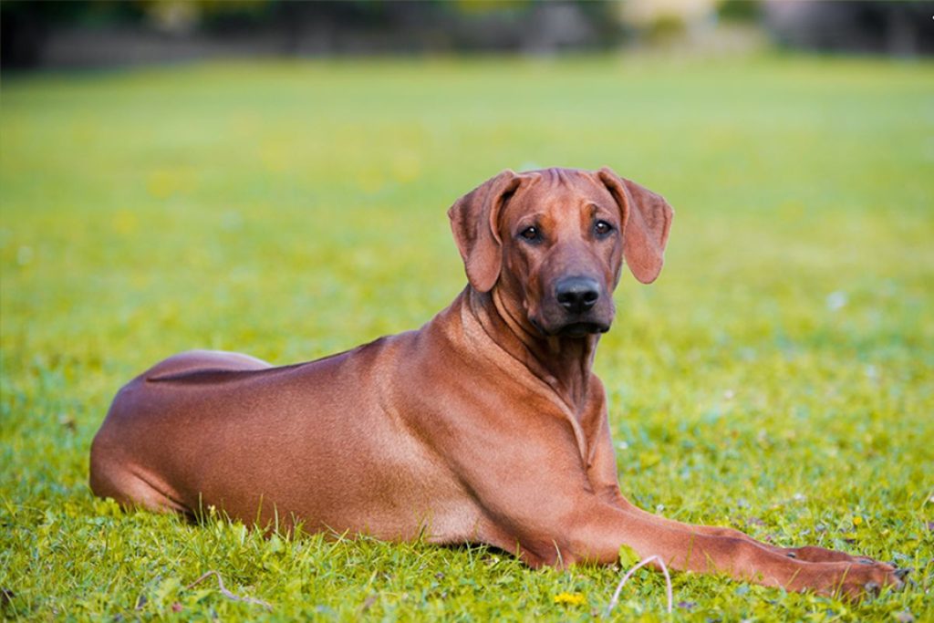 Rhodesian Ridgeback