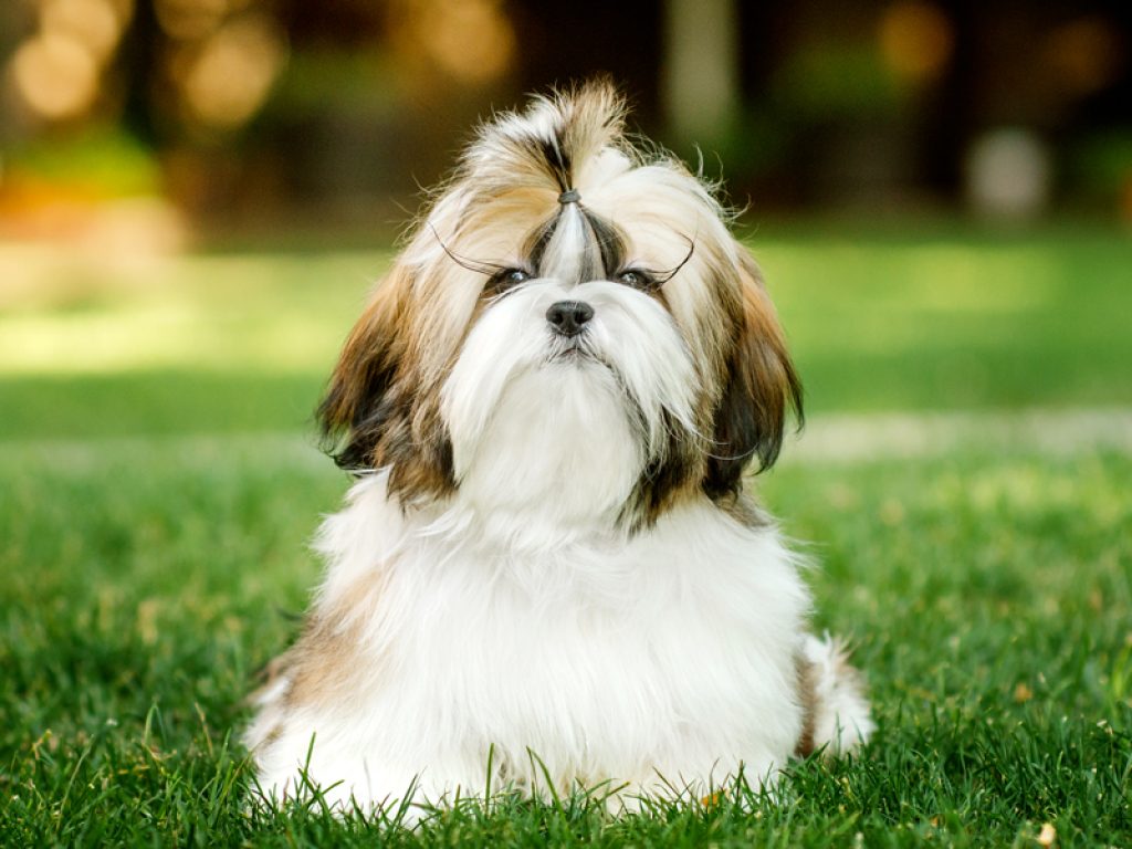 Shih Tzu