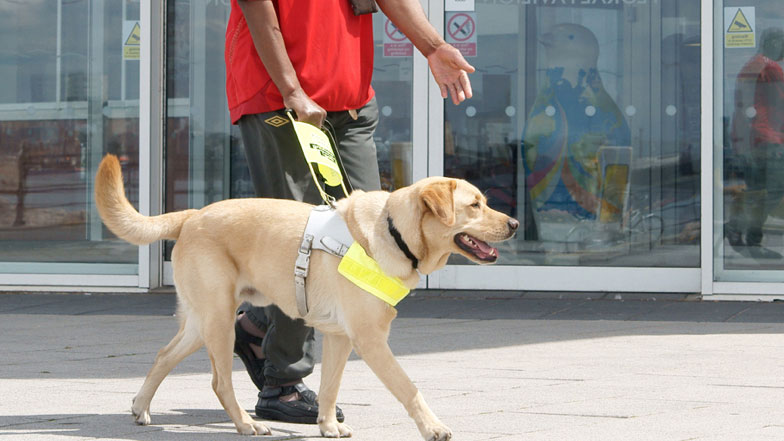 The guide dog and what to know about him