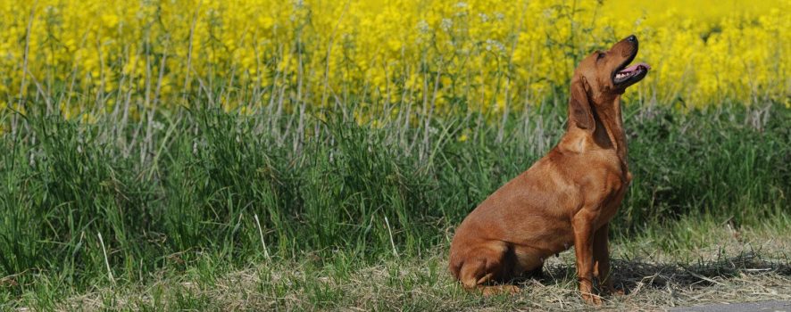 Tyrolean Hound
