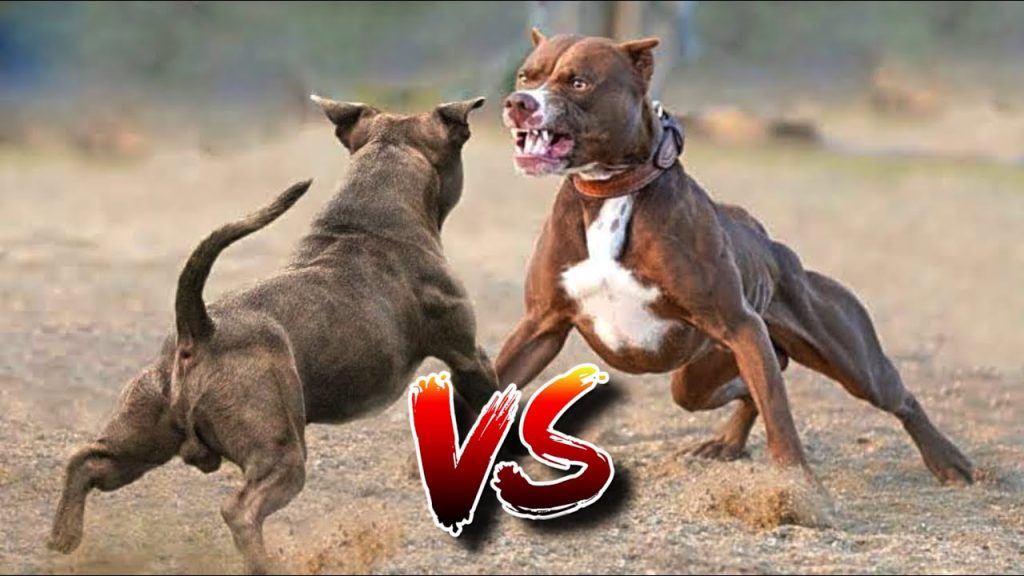 different breeds of fighting dogs