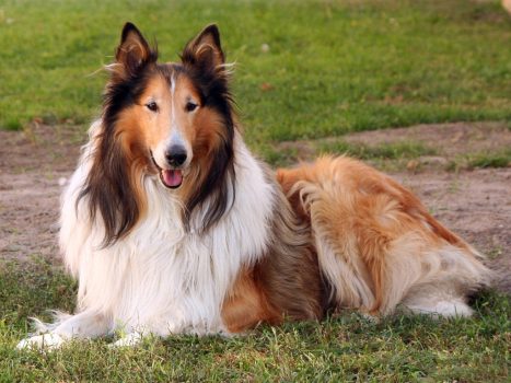 rough collie