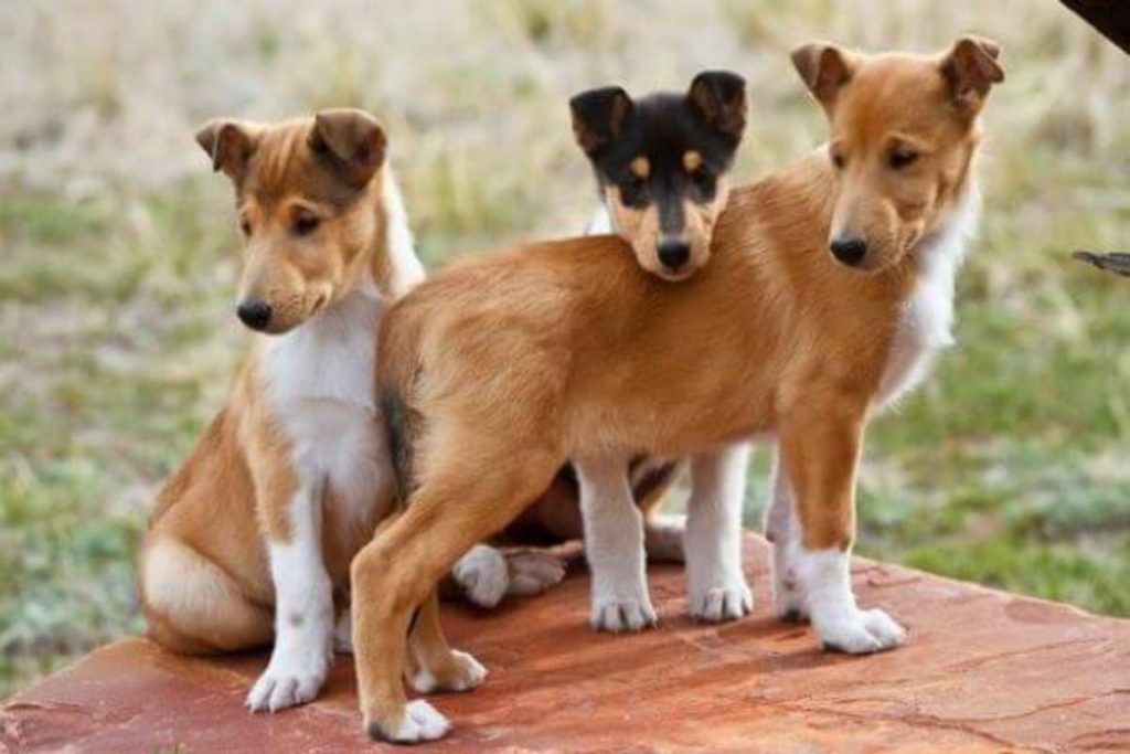 Buying the Shorthaired Collie puppies