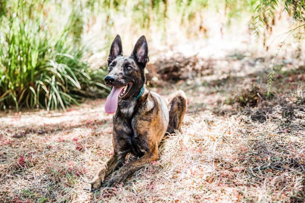 Dutch shepherd