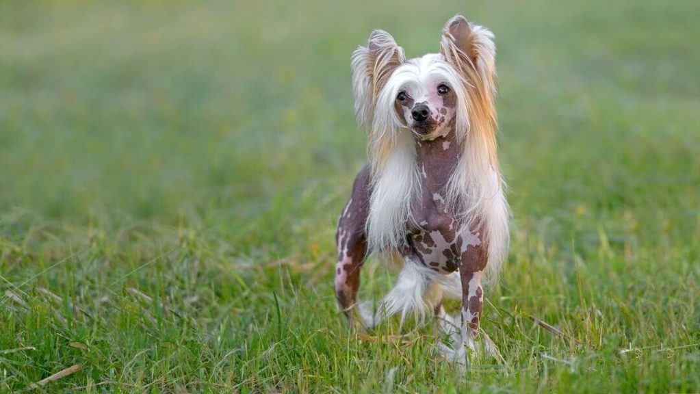 Chinese Crested Dog