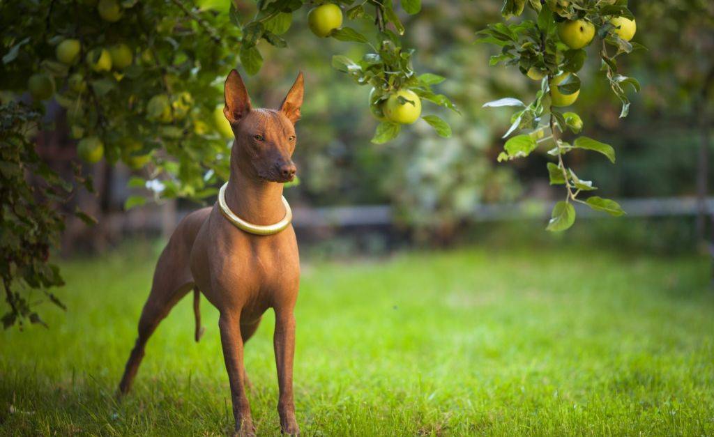 Peruvian Hairless Dog