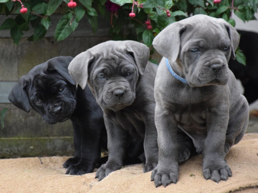 Buying Italian Mastiff puppies