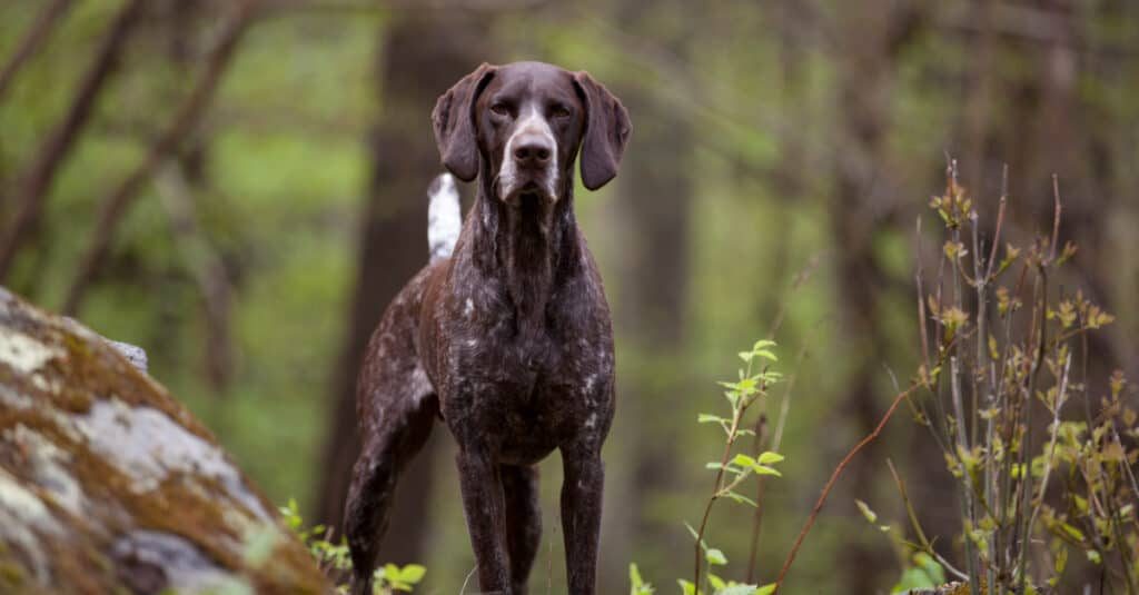 The colours of the short-haired Hungarian Pointing Dog