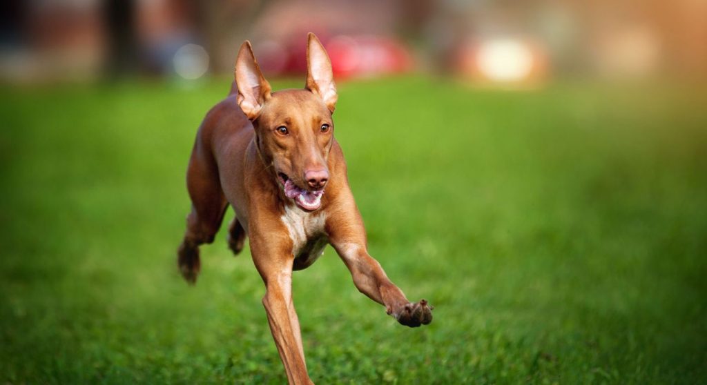 Pharaoh Hound