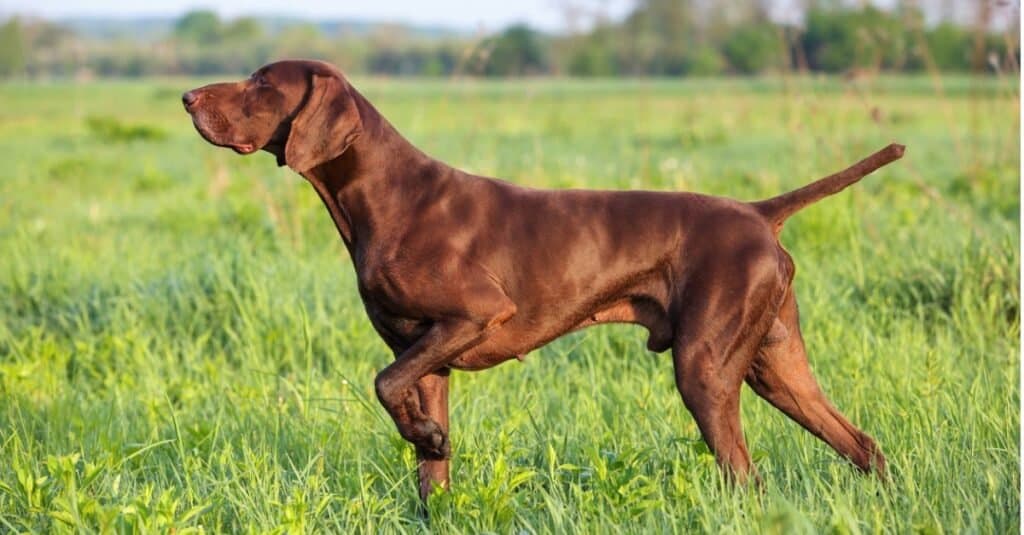 Hungarian Short-haired Pointer