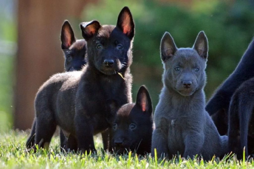 Buying Dutch Shepherd puppies