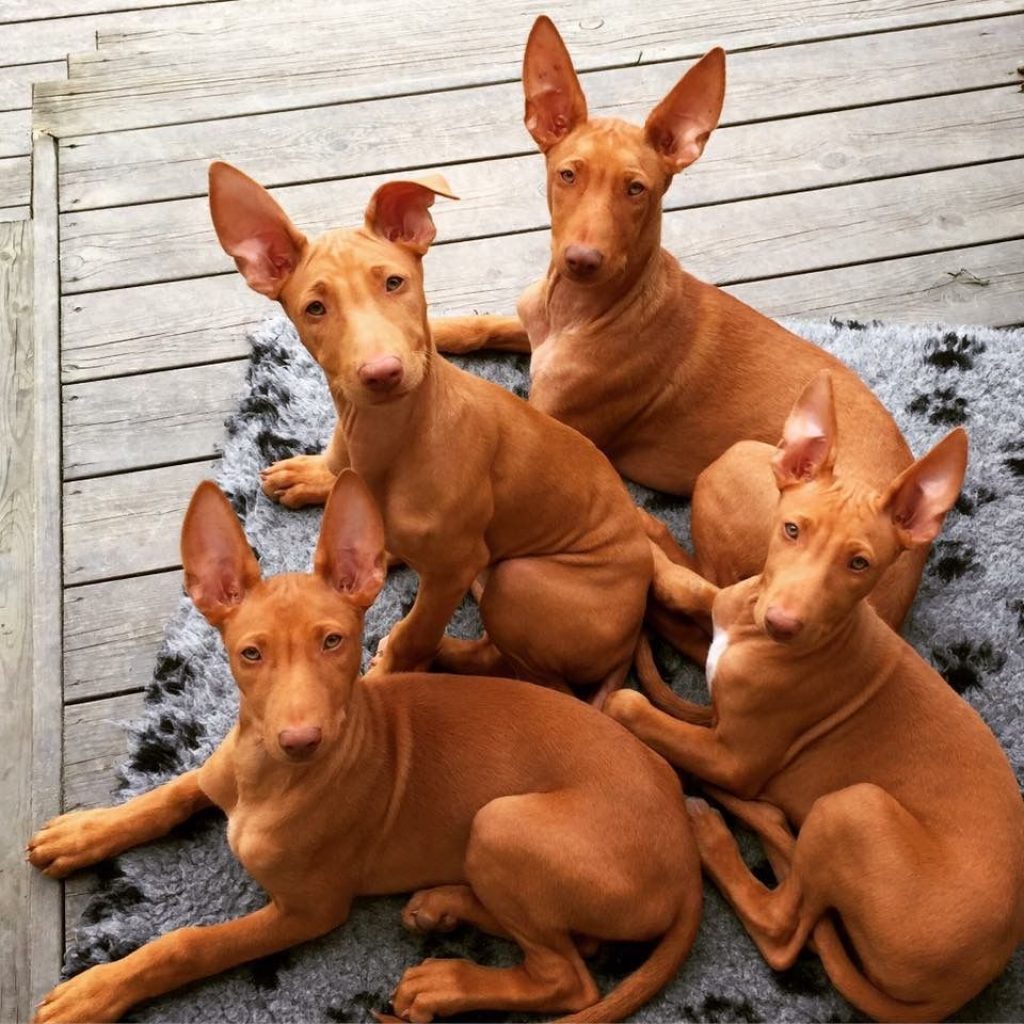 Advantages and disadvantages of the Pharaoh Dog