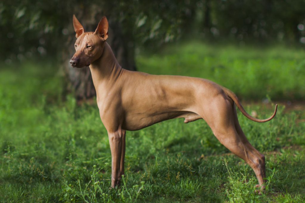What are the requirements of the Peruvian Naked Dog?