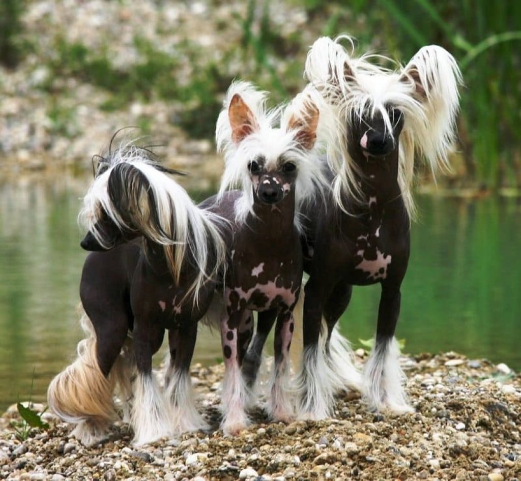 What are the requirements of the Chinese Crested Dog?